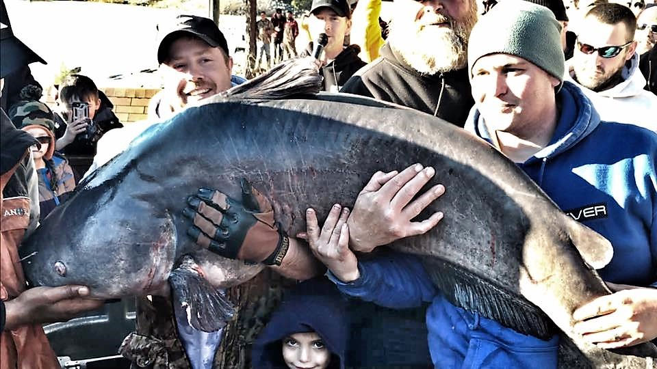 Here Kitty Kitty - 2nd Largest Blue Catfish Ever Caught